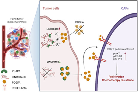 graphic file with name CAS-113-3735-g004.jpg