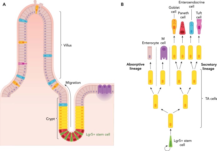 FIGURE 1.