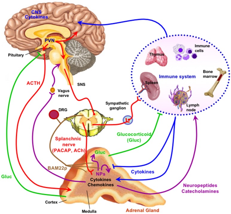 What's New in Endocrinology: The Chromaffin Cell - PMC