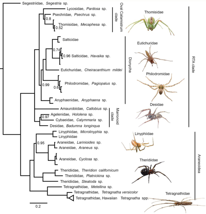 Figure 4: