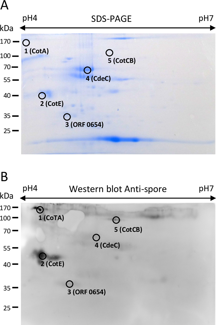 Fig 1.