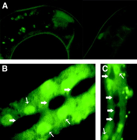 FIG. 4.