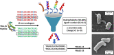 Image, graphical abstract