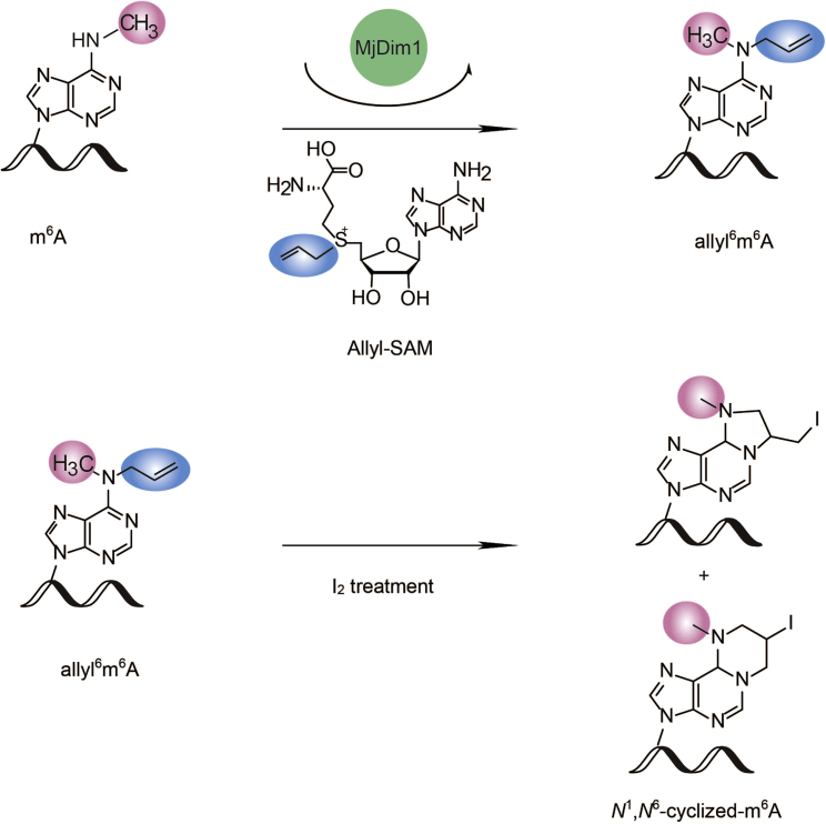 Figure 1