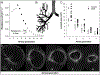 FIGURE 3—