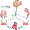 FIGURE 5—