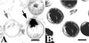 FIG. 8.