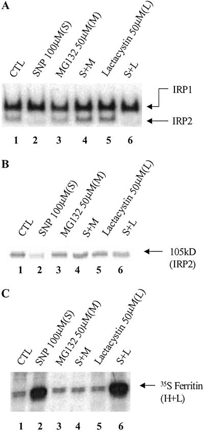 Fig 2.