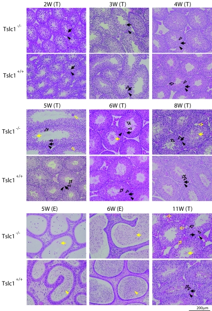 FIG. 7.