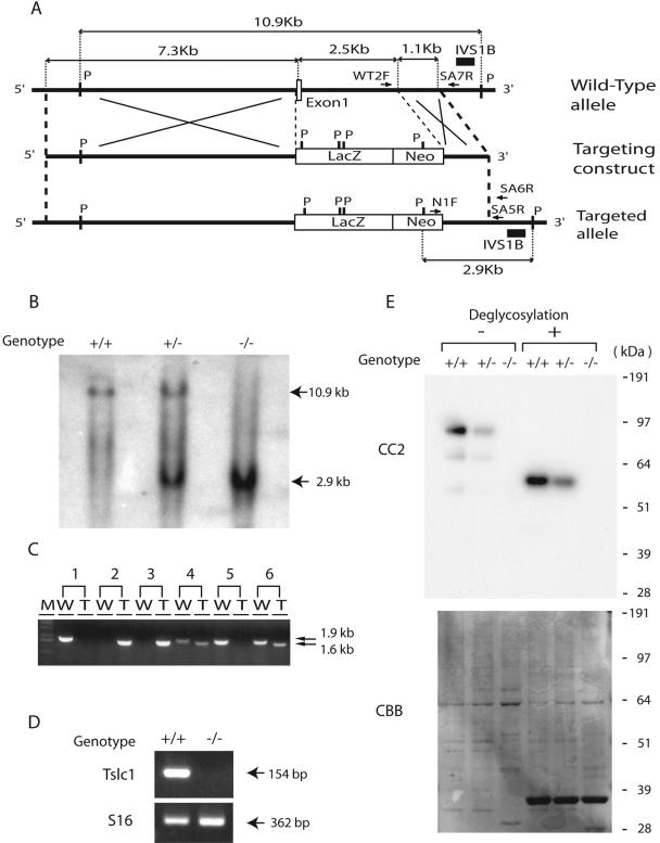 FIG. 1.