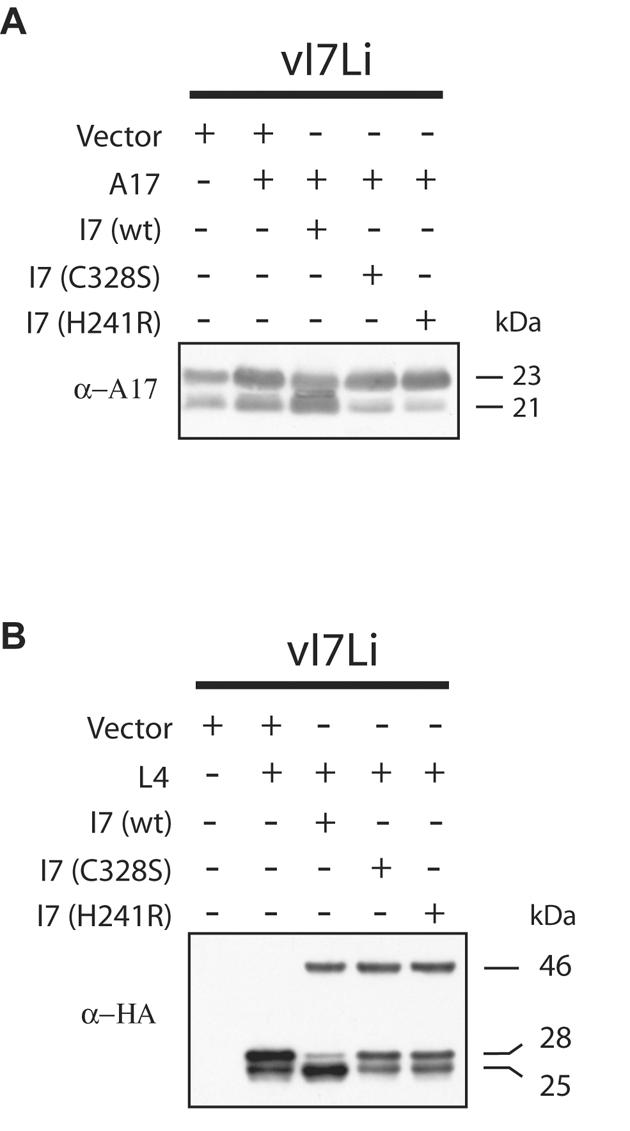 FIG. 5.