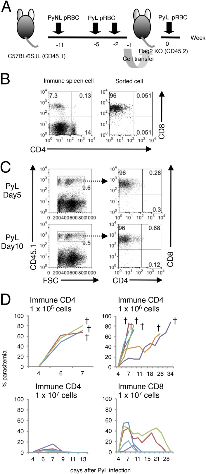 Figure 1—figure supplement 2.