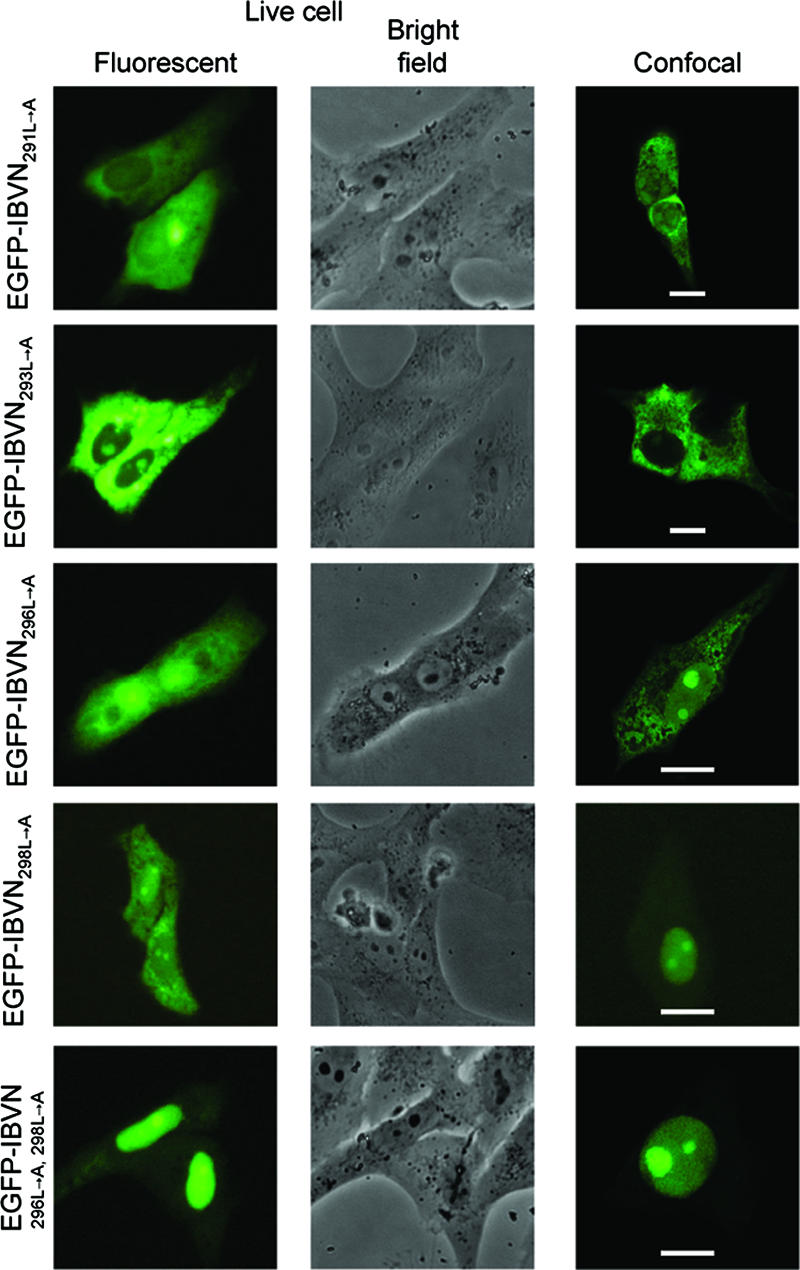 FIG. 3.