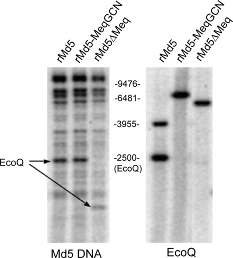 FIG. 7.