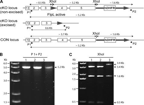 FIGURE 4.