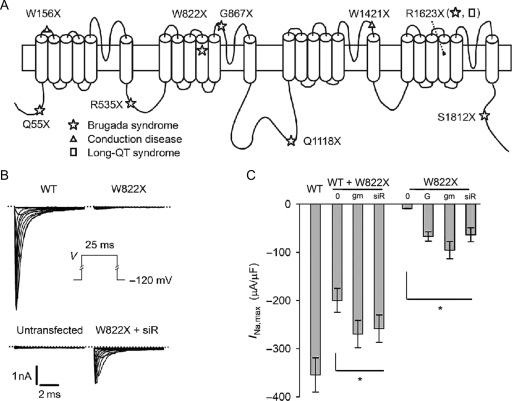 Figure 1