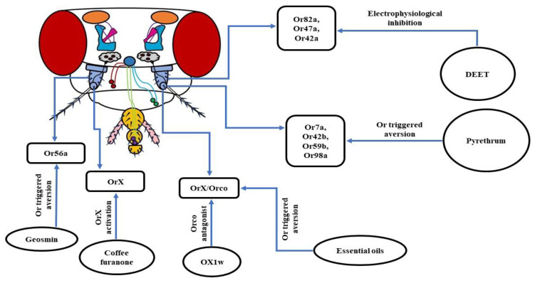 Figure 6