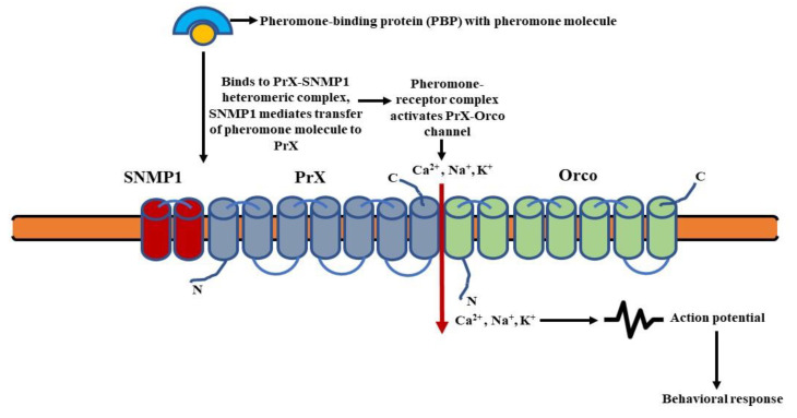 Figure 5