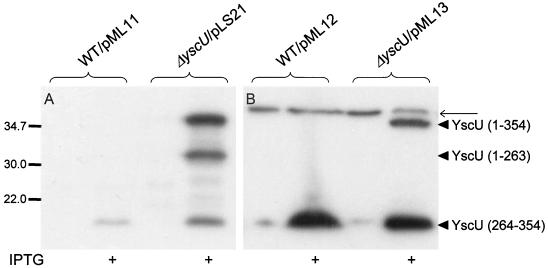 FIG. 5.