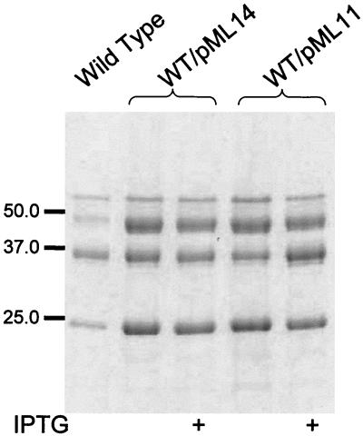 FIG. 4.