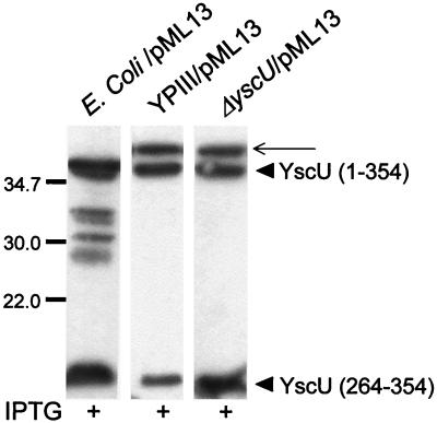 FIG. 6.