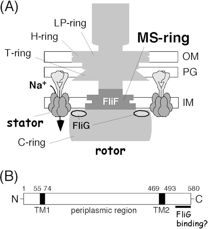 FIG 1