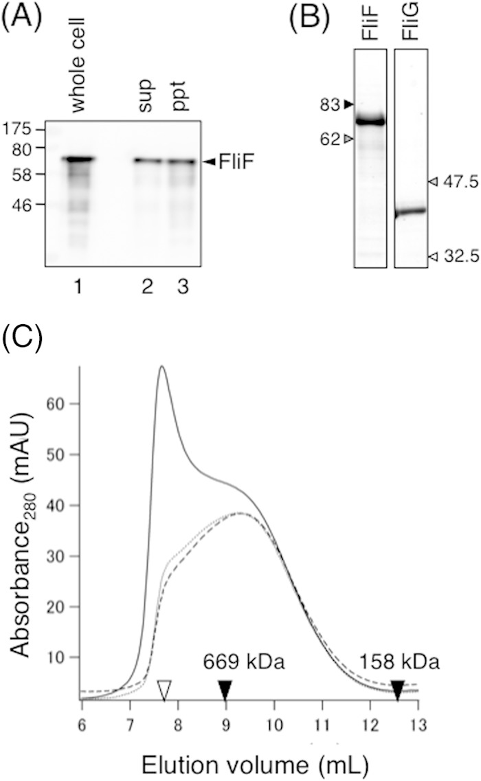 FIG 2