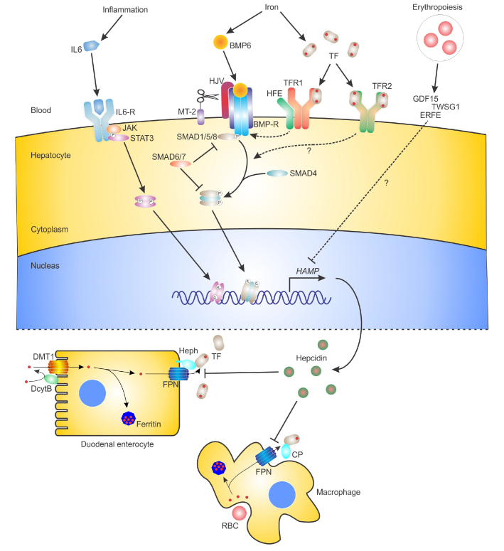 Figure 1.