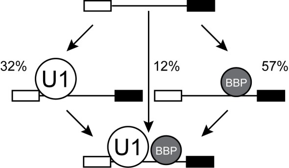 Figure 3—figure supplement 6.