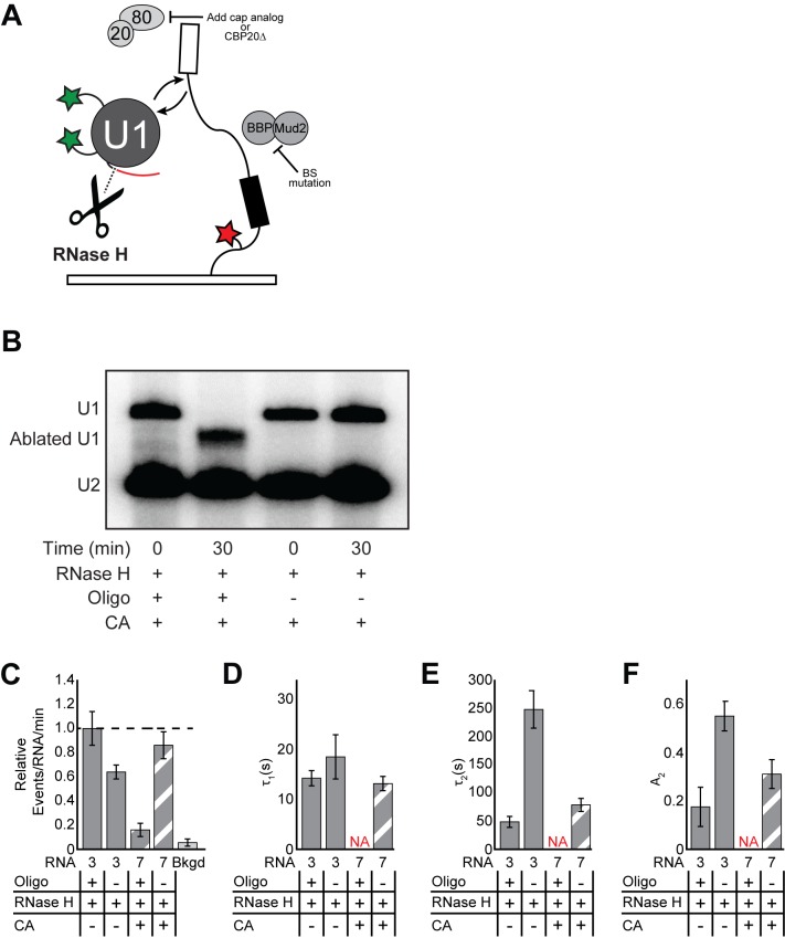 Figure 1—figure supplement 3.