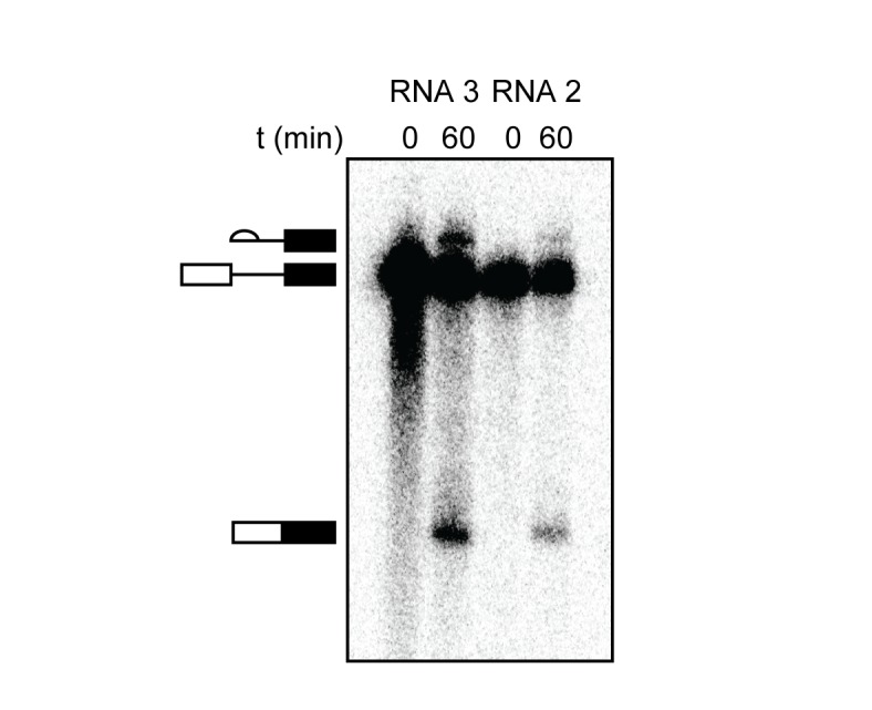 Figure 1—figure supplement 2.