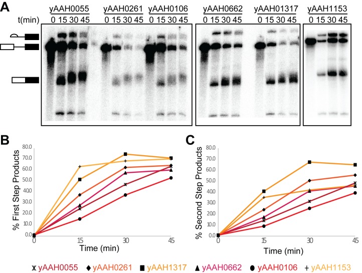 Figure 3—figure supplement 1.