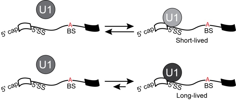 Figure 6—figure supplement 1.