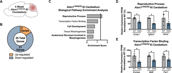 Figure 3—figure supplement 1.