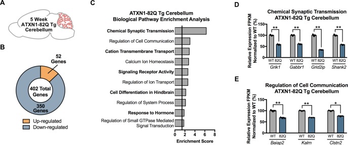 Figure 6—figure supplement 1.