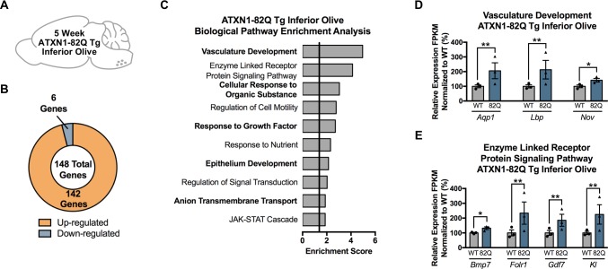 Figure 5—figure supplement 1.