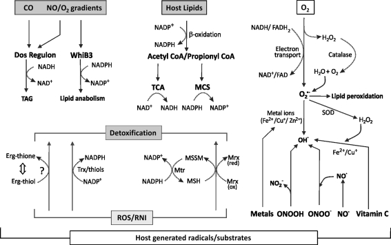 FIG. 1.