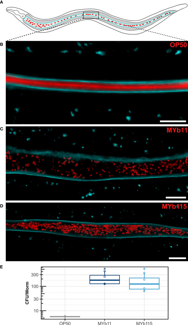 Figure 2