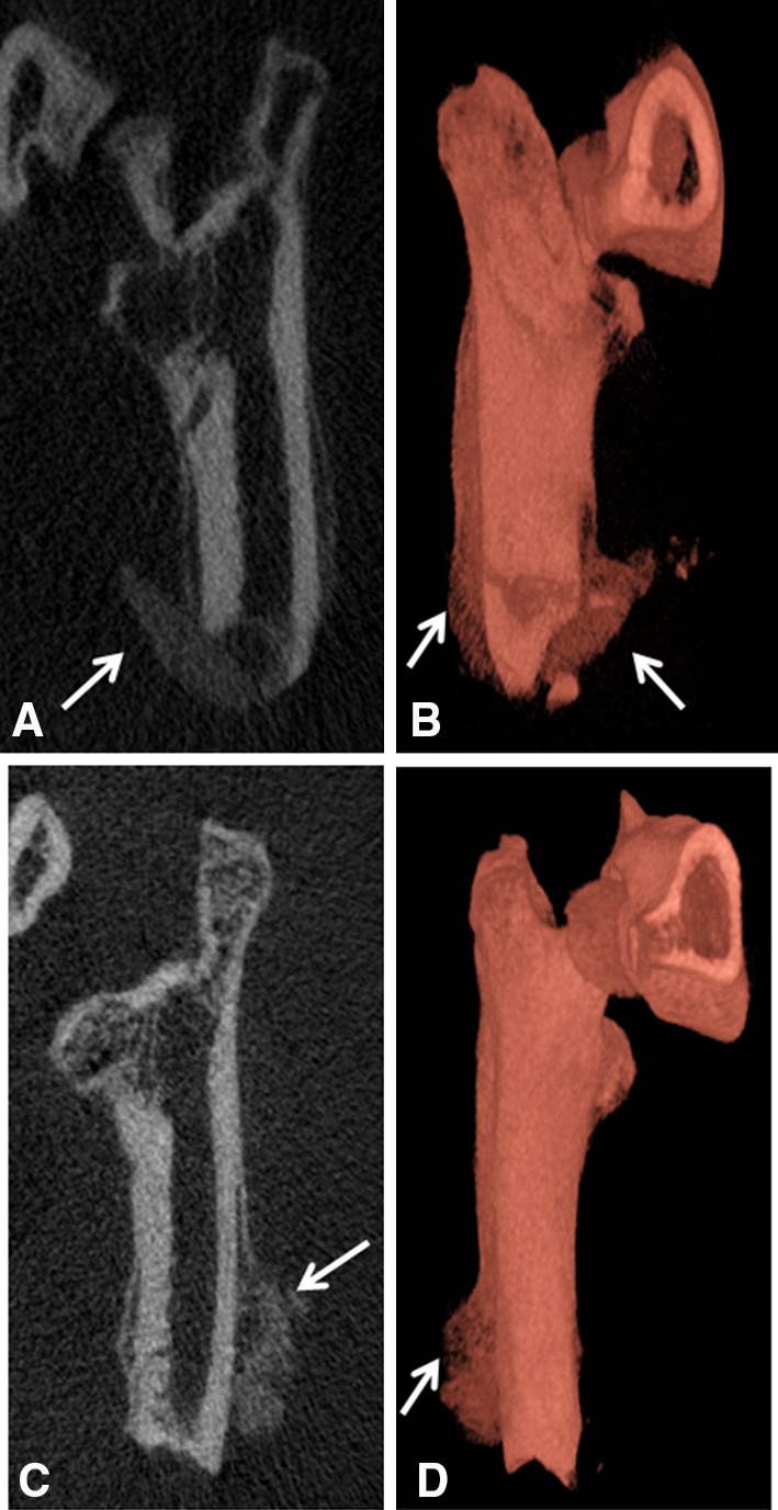 Fig. 1A–D