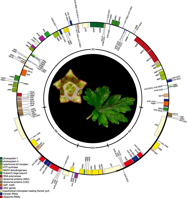 Fig. 1