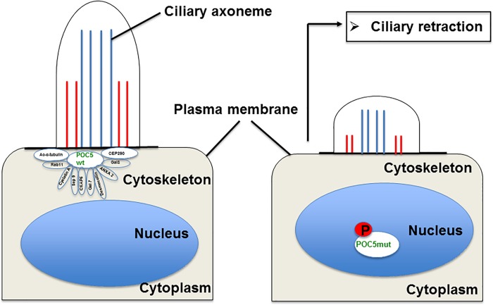 Fig 7