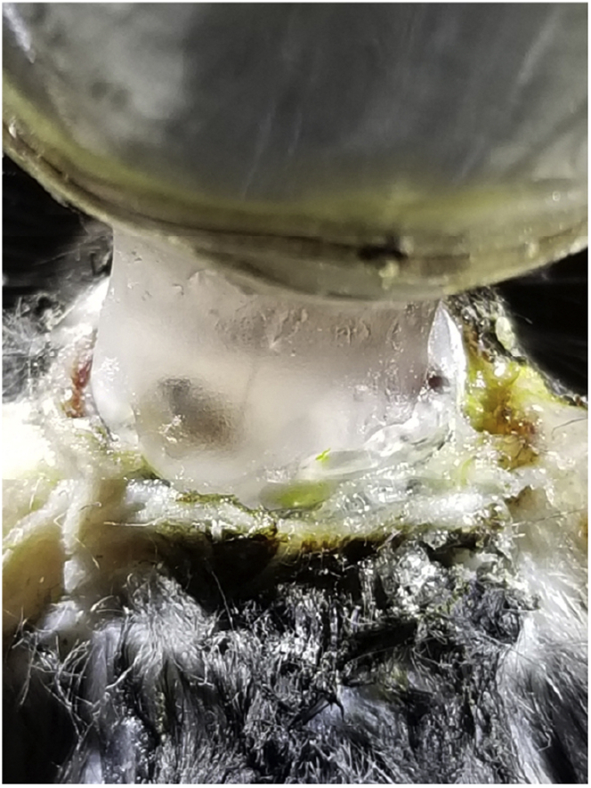 Figure 5