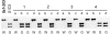 F<sc>igure</sc> 6.—