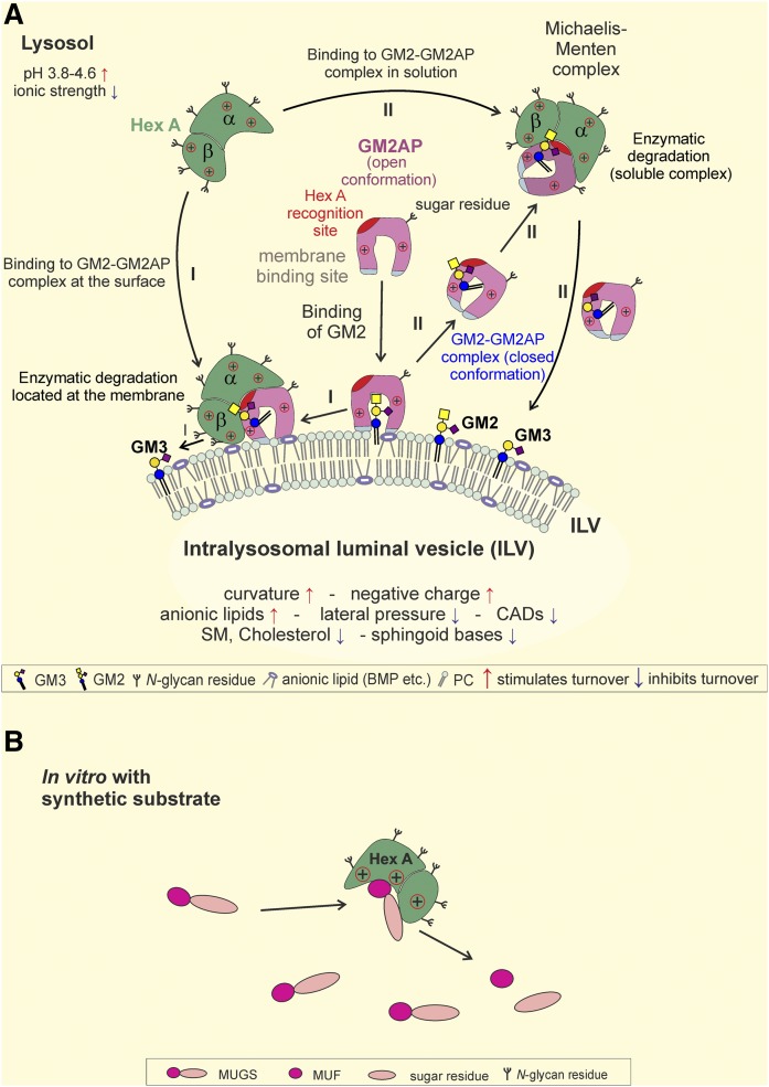 Fig. 6.