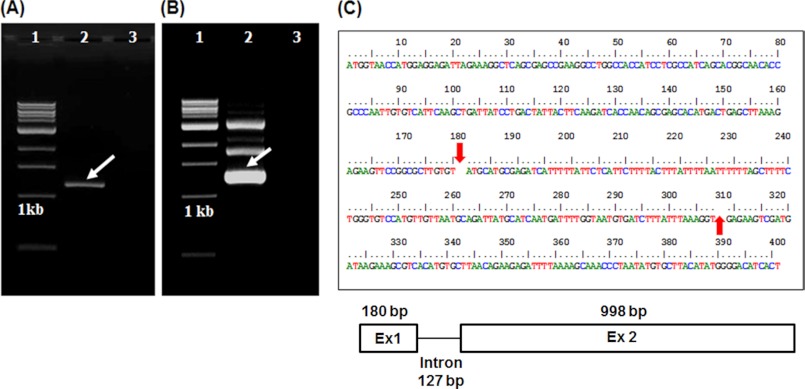 FIGURE 1.