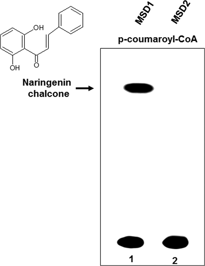 FIGURE 7.