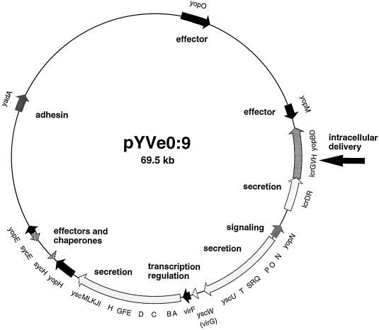 FIG. 1