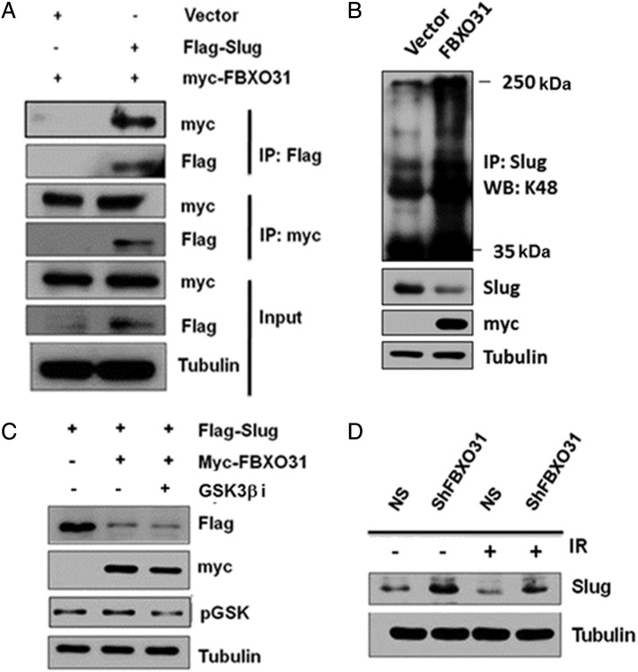 Supplementary Figure 4