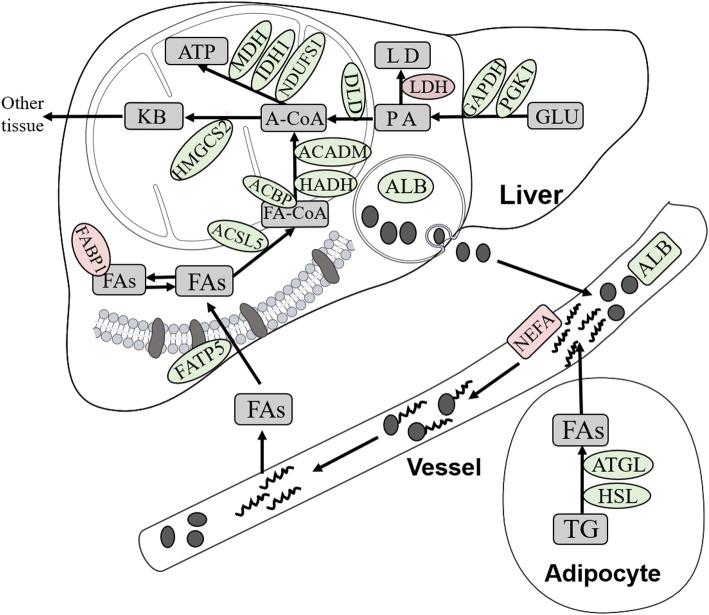 Fig. 7