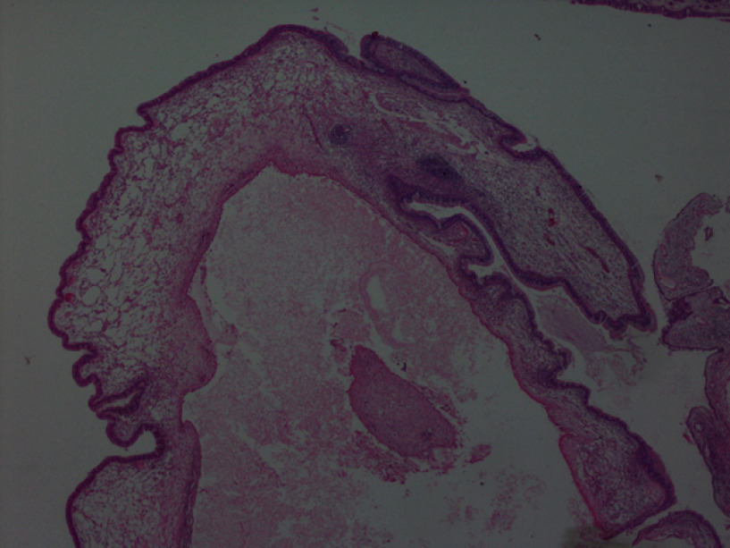 Figura 7